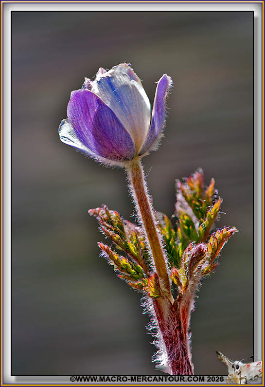 Anemones